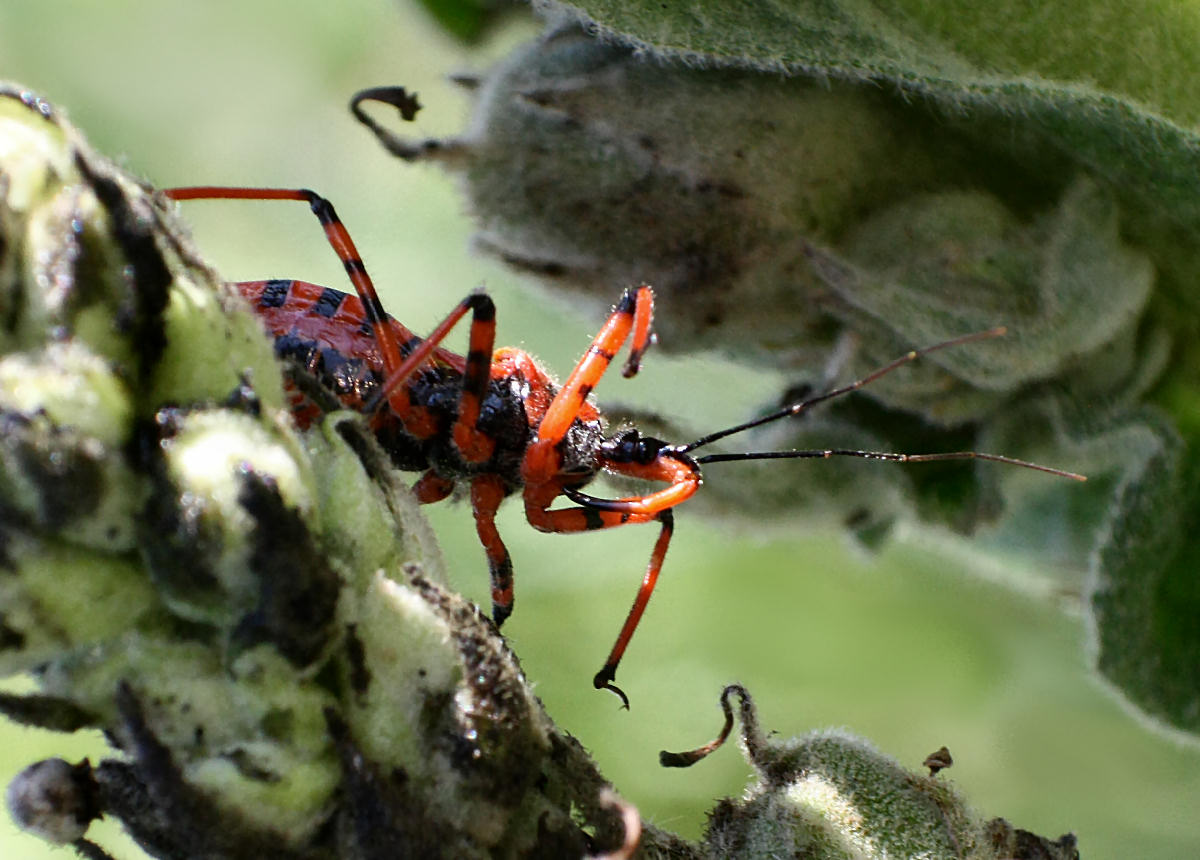 Rhynocoris - iracundus o rubricus ?